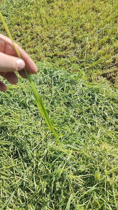 Mieszanka traw życica lucerna koniczyna trawa wysyłka