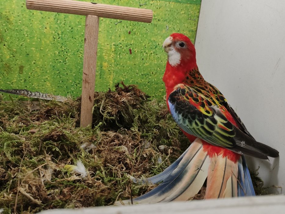 Samczyki i samiczka zmienia wolierę