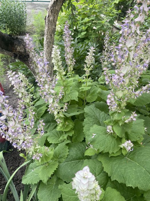 Шавлія мускатна ( Шалфей мускатний)