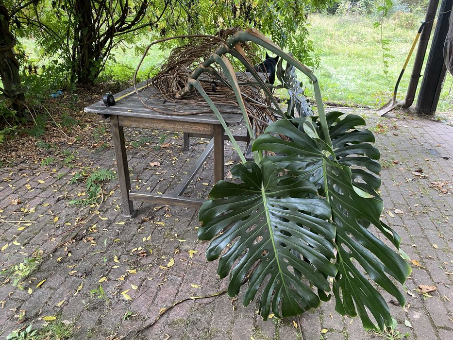 Gigantyczna monstera roślina bez korzenia