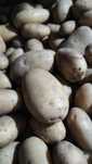 Batata Nova 13€/20Kg