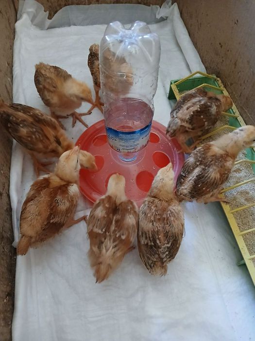 Актуально. Браун Нік. Супер несучка.