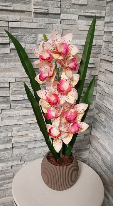 Орхідея декоративна