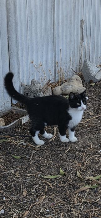 Gatinhos  para adoção