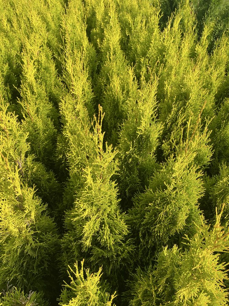 Thuja Smaragd Gold 50-60cm Doniczka 3 l