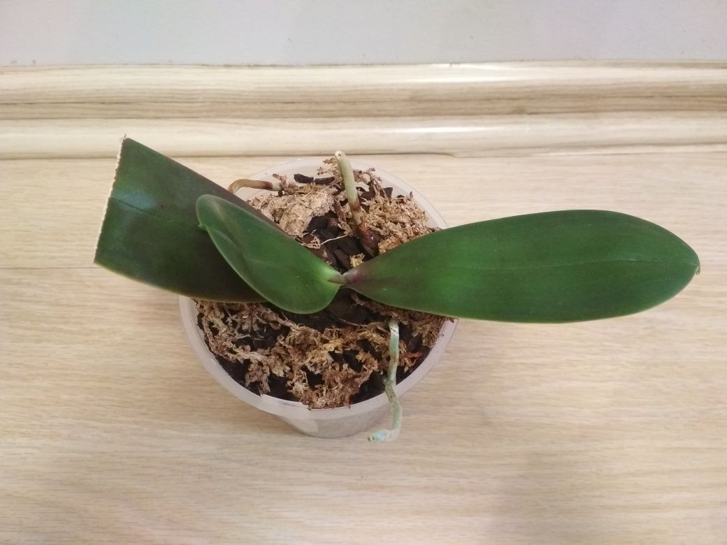 Орхидея фаленопсис, сортовая, Азия, Ember