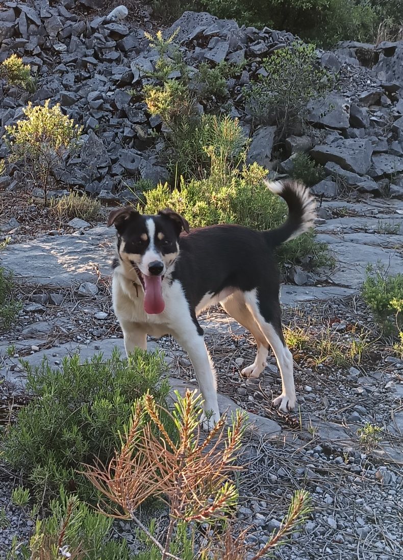 Cão macho preto e entusiasmado