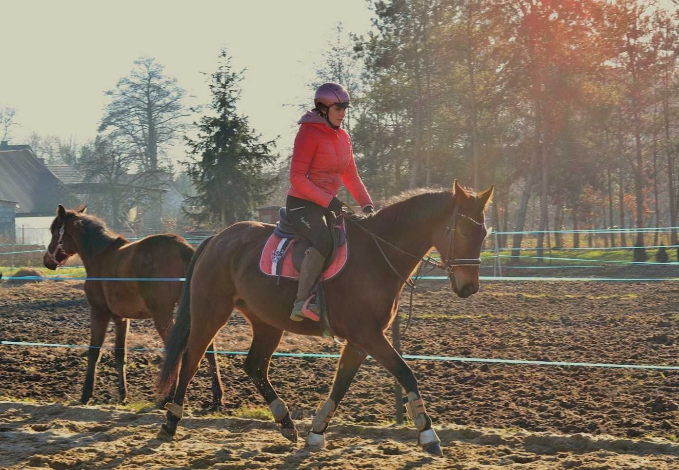 5 letnia klacz xx sprzedaż/ zamiana