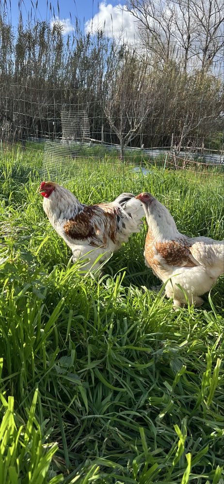 Ovos brahma red pyle