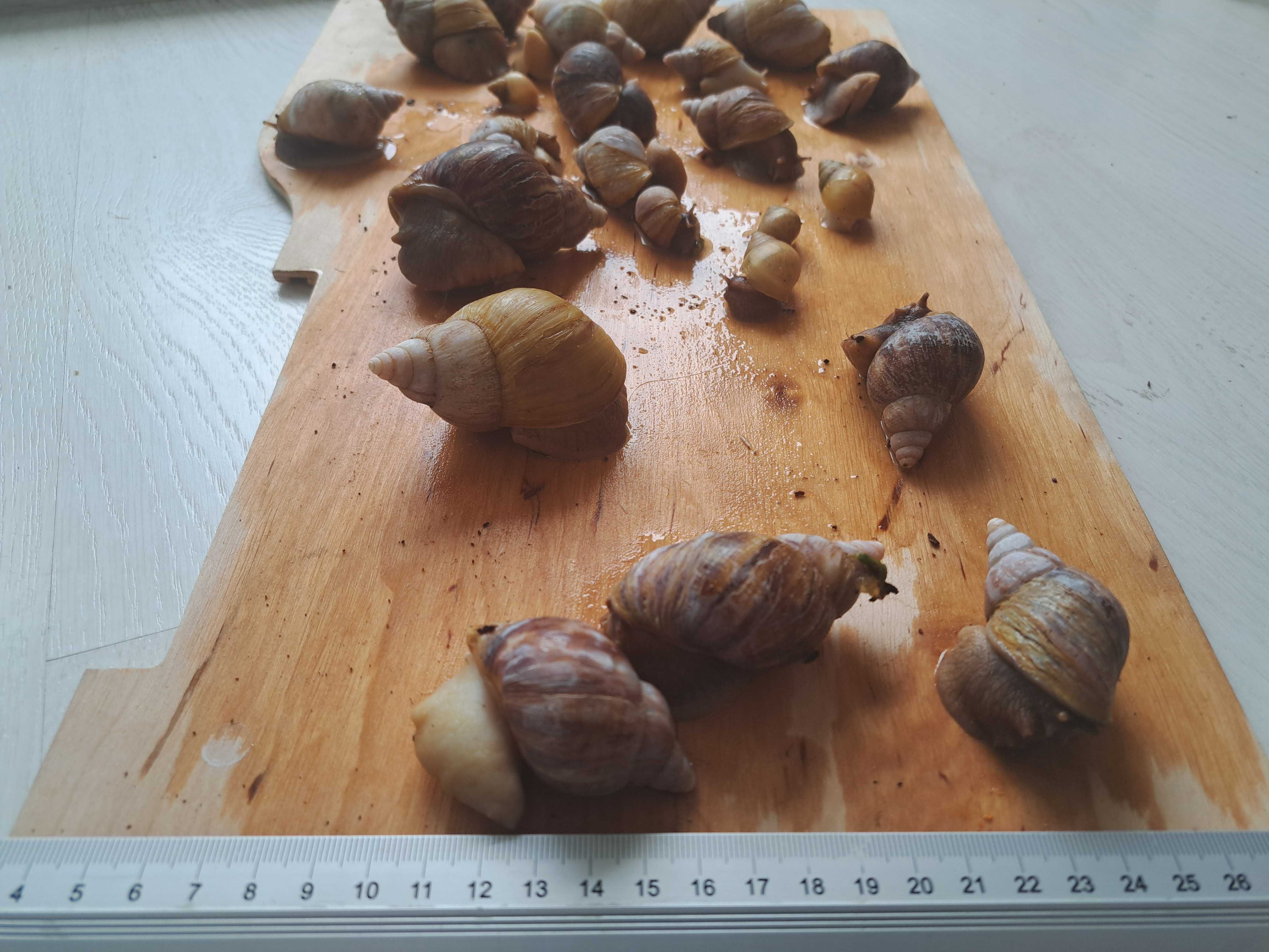 Ślimaki Afrykańskie, różnej wielkości
