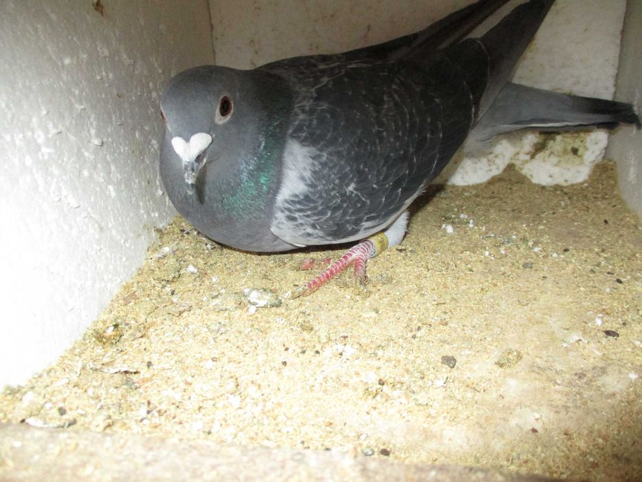 Gołębie Pocztowe Zagraniczne.