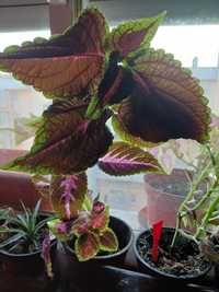 Vendo Planta coleus