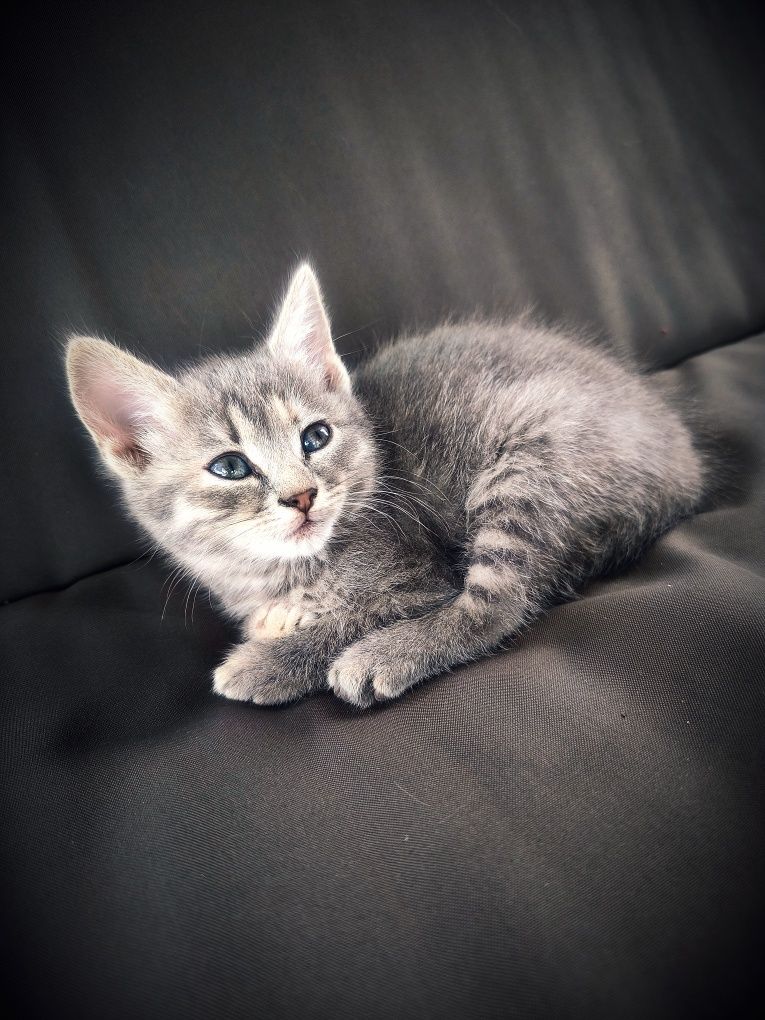 Кошенятка дівчатка, котики.