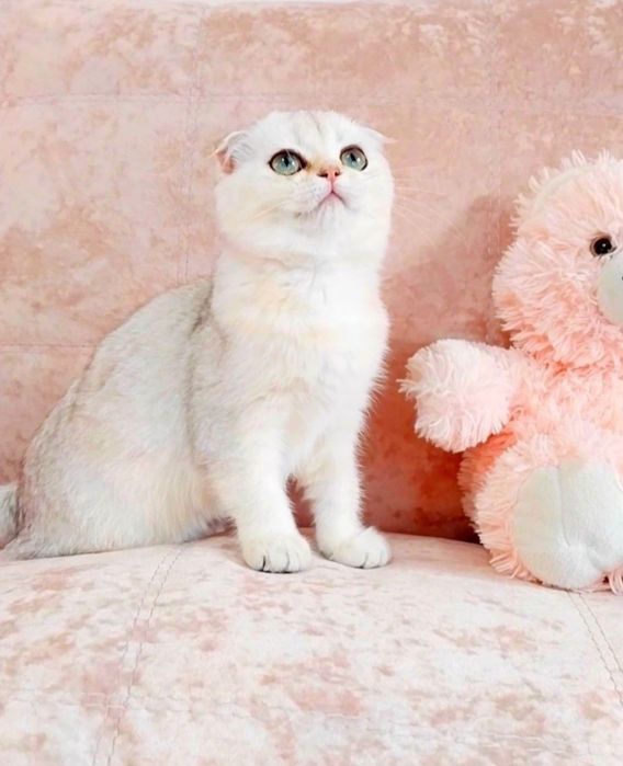 Чарівна зеленоока дівчинка  красунечка