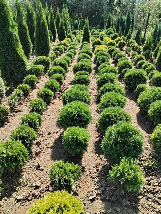 Краса для вас менших   .