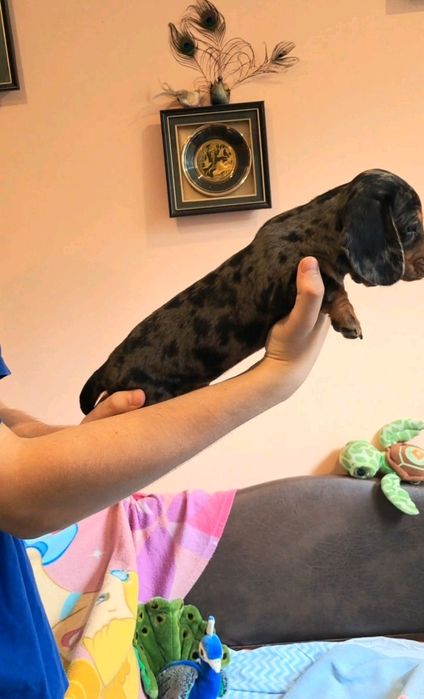 Блакитнэ  Мерле хлопчики мiнi такси