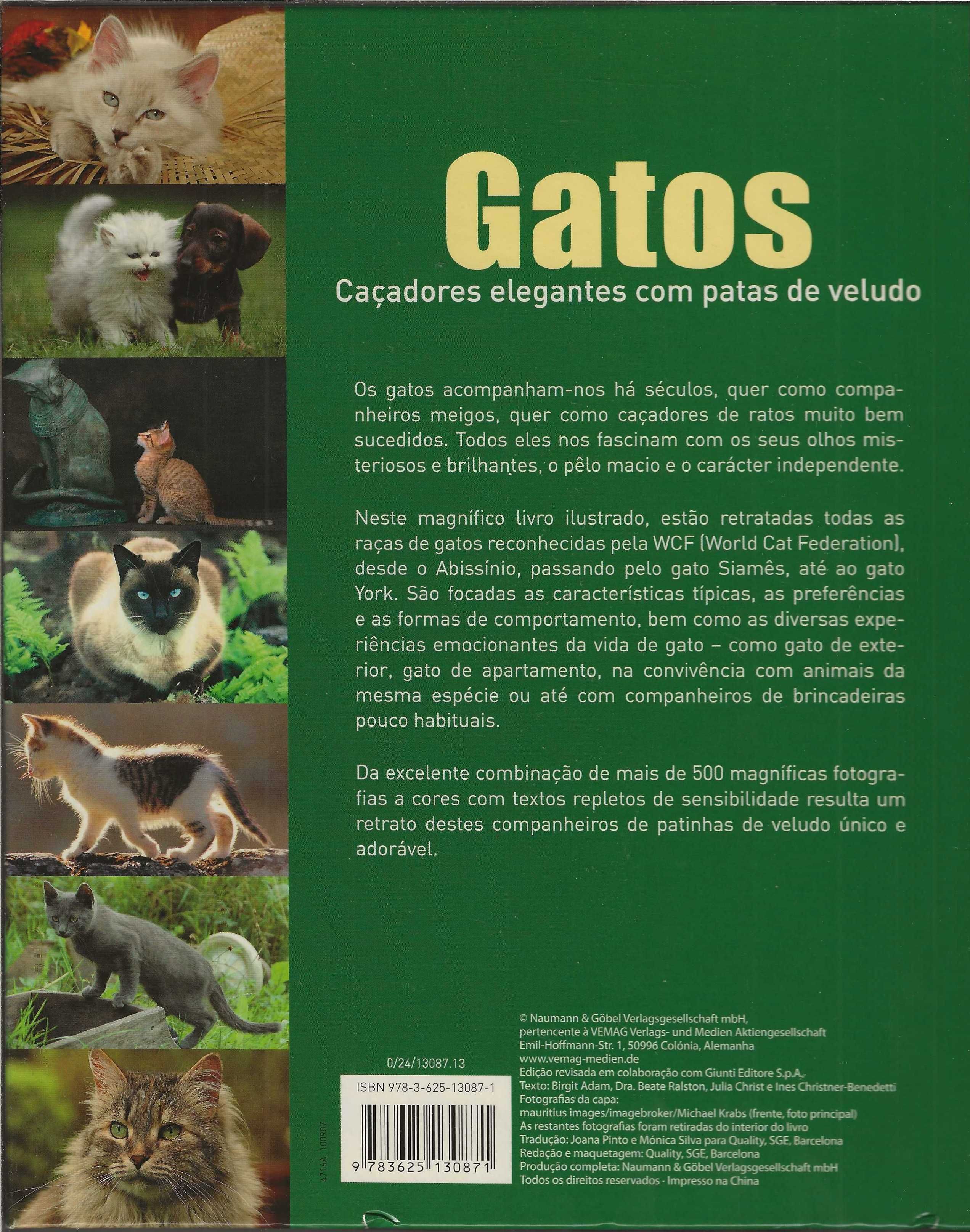 Gatos: Caçadores Elegantes Com Patas De Veludo