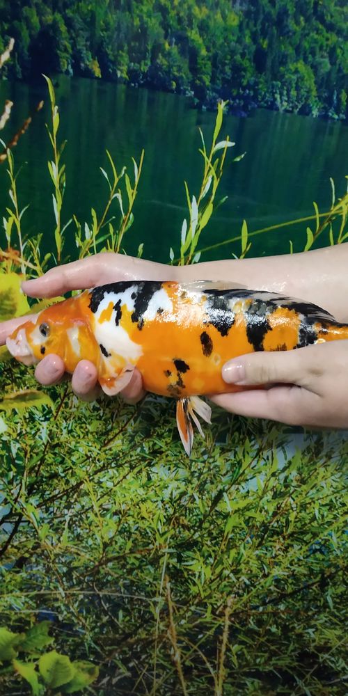 Karp KOI karpie kolorowe ryby do stawów oczek wodnych