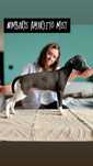 Chart angielski Whippet FCI