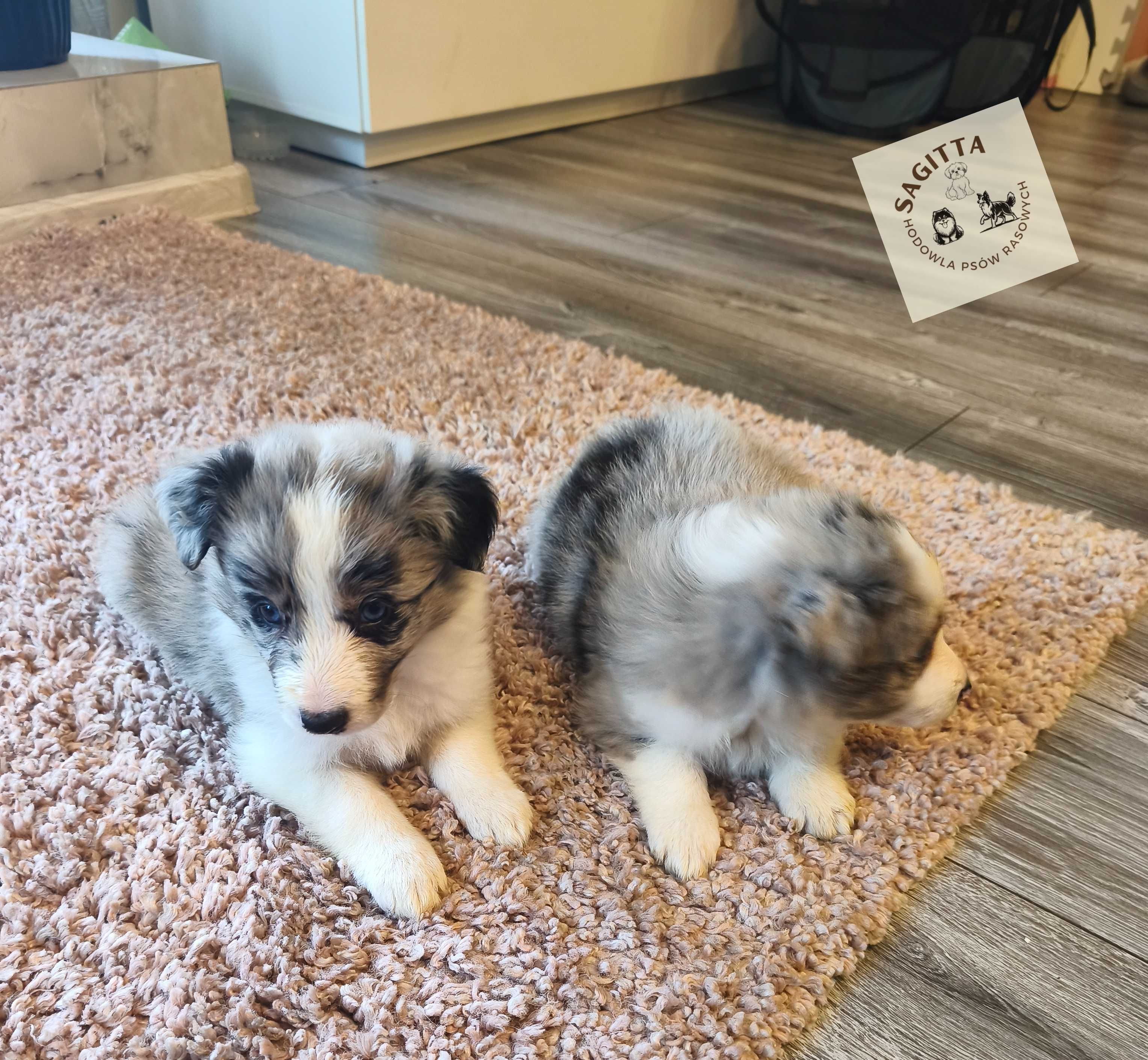 Border Collie ślicznotka - piękna suczka