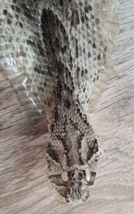 Продам выползок змеи,  шкура,  шумящей гадюки