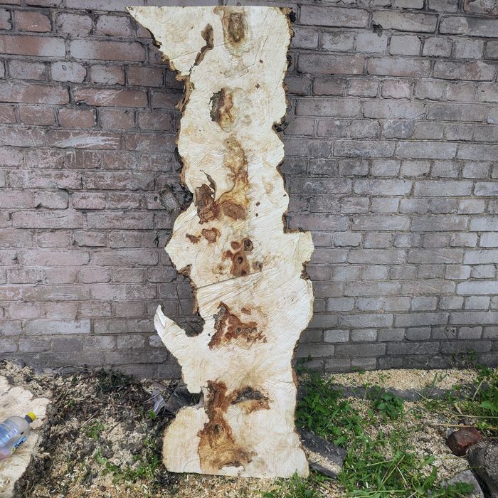 Клён каповый.Экслюзивный.