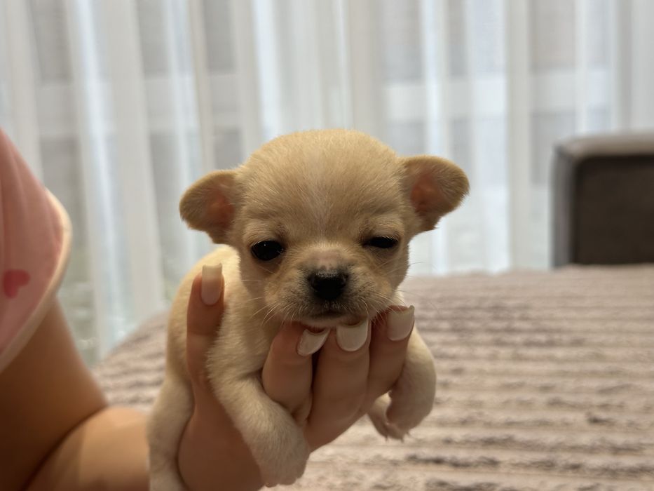 Хлопчики чихуахуа