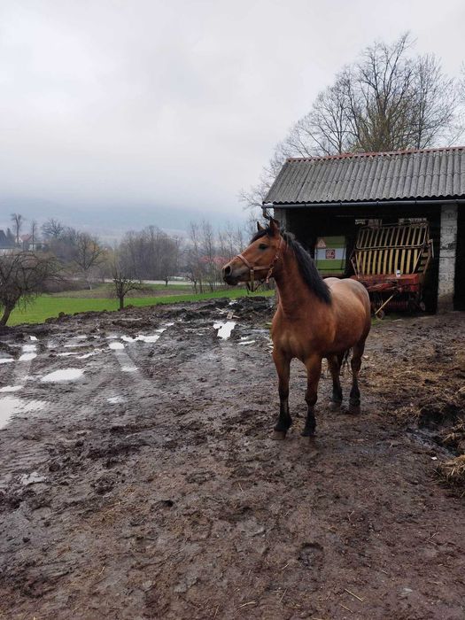 Sprzedam klacz z własnego chowu