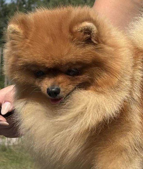 Szpic miniaturowy Pomeranian suczka odbiór grudzień ZKwP/FCI