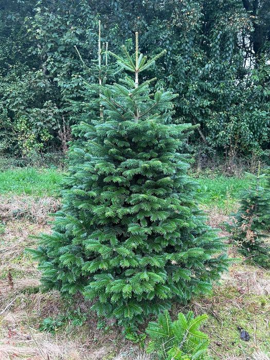 JODLA KAUKASKA !!! Jodła  !!! 200 - 280 CM! Choinki ! Piękne!