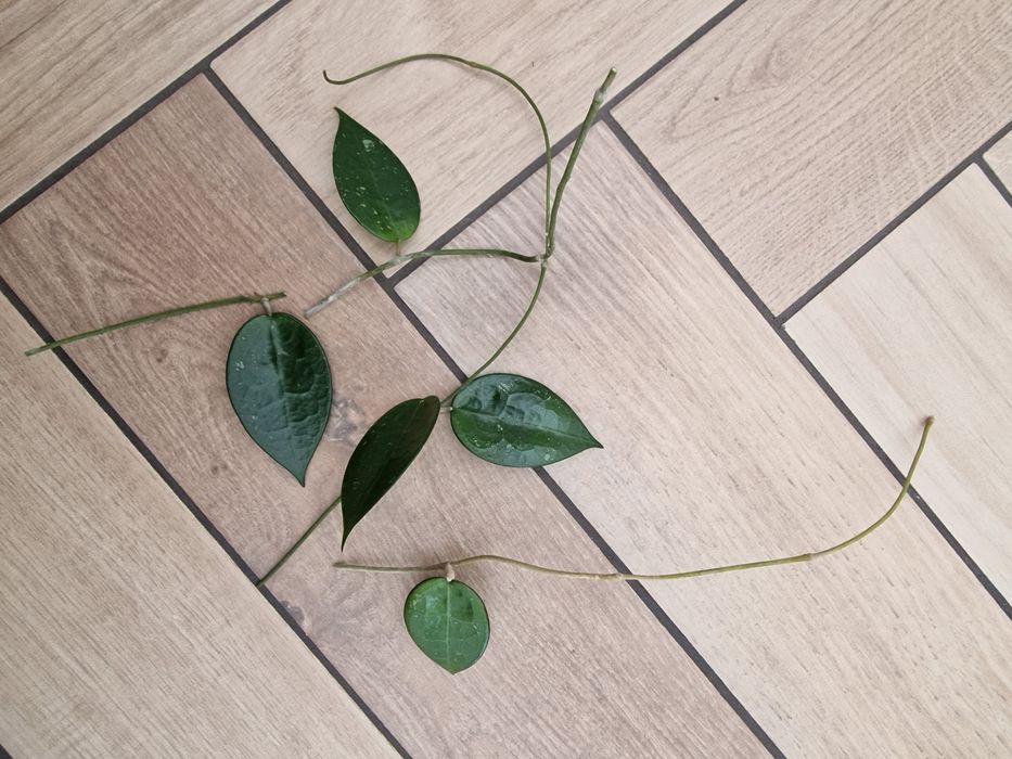 Hoya Black margin sadzonki ciete