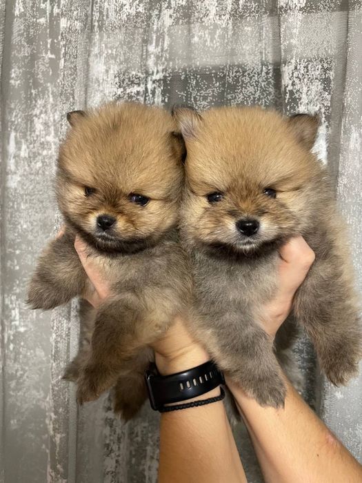 Шпиц померанский