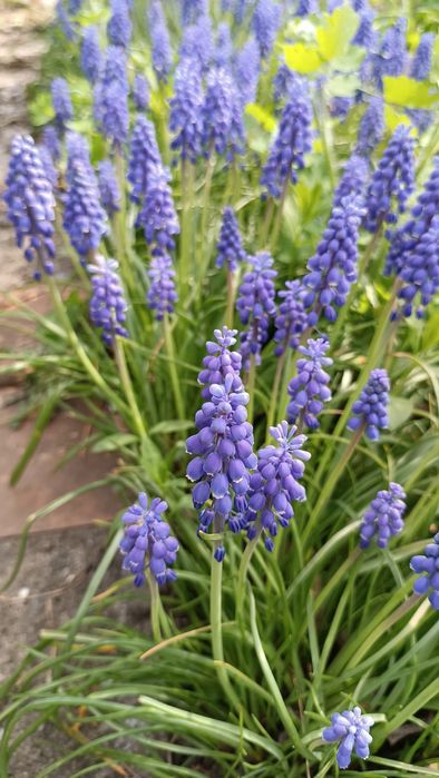 Мускари армянский