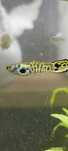 Gupik  Tiger Yellow Cobra