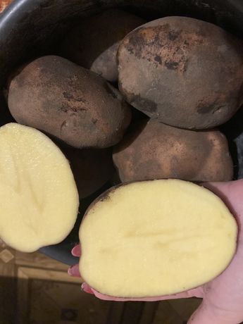 Продам картоплю Бела Роса опт і в роздріб