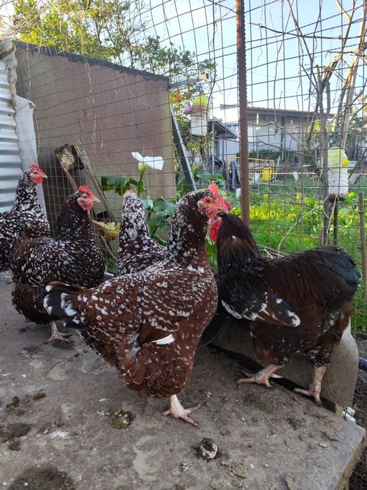 Ovos de tricolor férteis