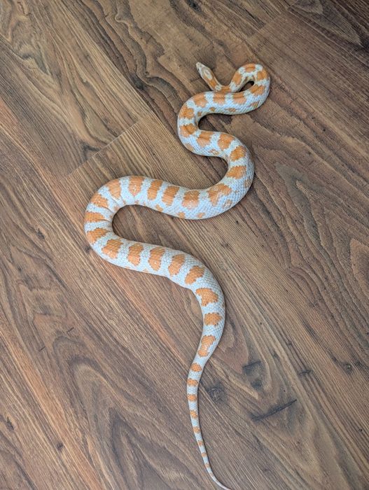 Wąż zbożowy albinos - dziewczynka