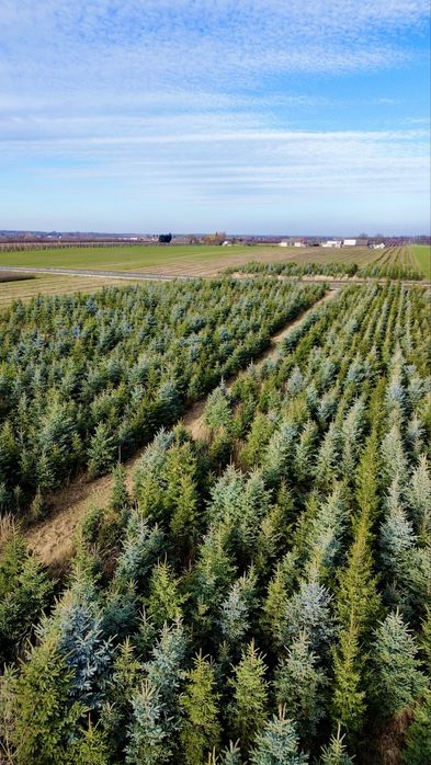 Choinki na Sprzedaż - Świerk Srebrny & Jodła Kaukaska