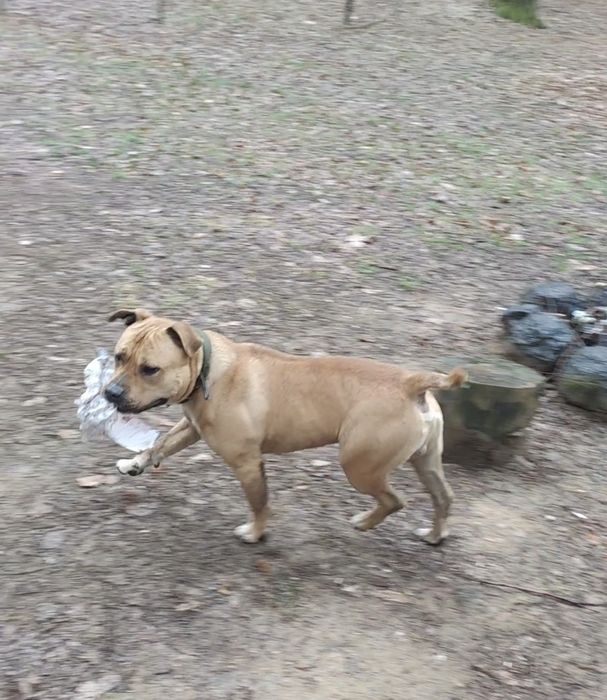 Безплатно собака Піт-Буль в хороші руки