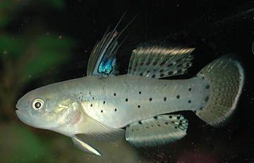 Babka Plamkowana (stigmatogobius sadanundio) MASSON