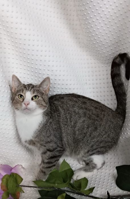 Uroczy Kocurek Tobi szuka domku