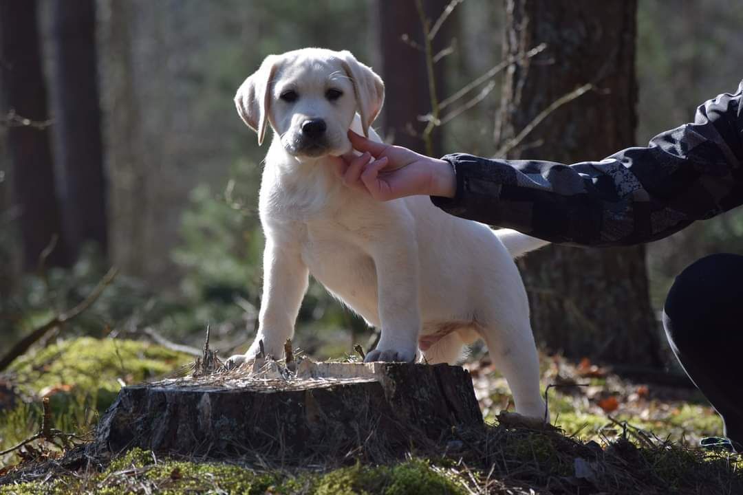 Labrador Retriever chłopiec ZkwP FCI