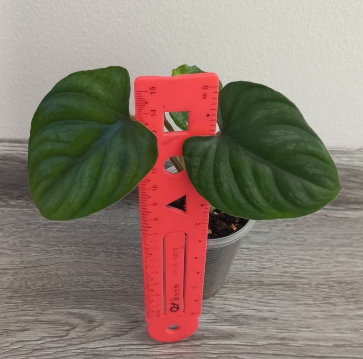 Филодендрон Пловмоні