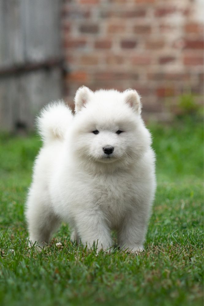 Samoyed z rodowodem ZKWP