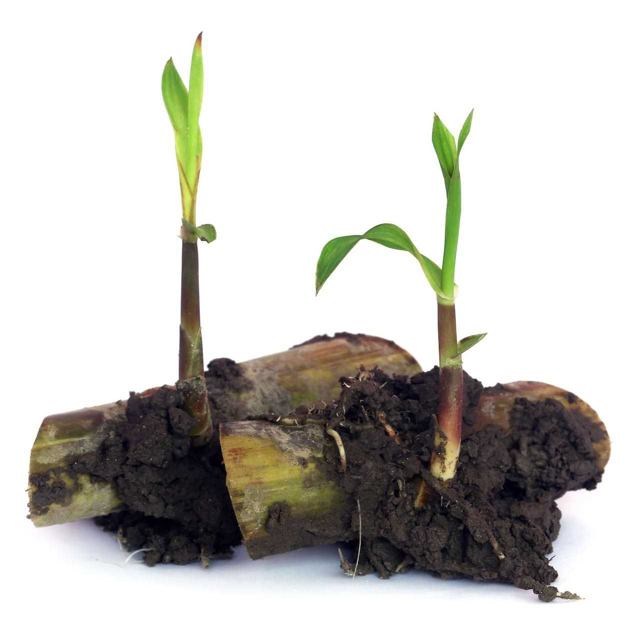 Mudas de cana de açúcar/ Sugarcane seedlings