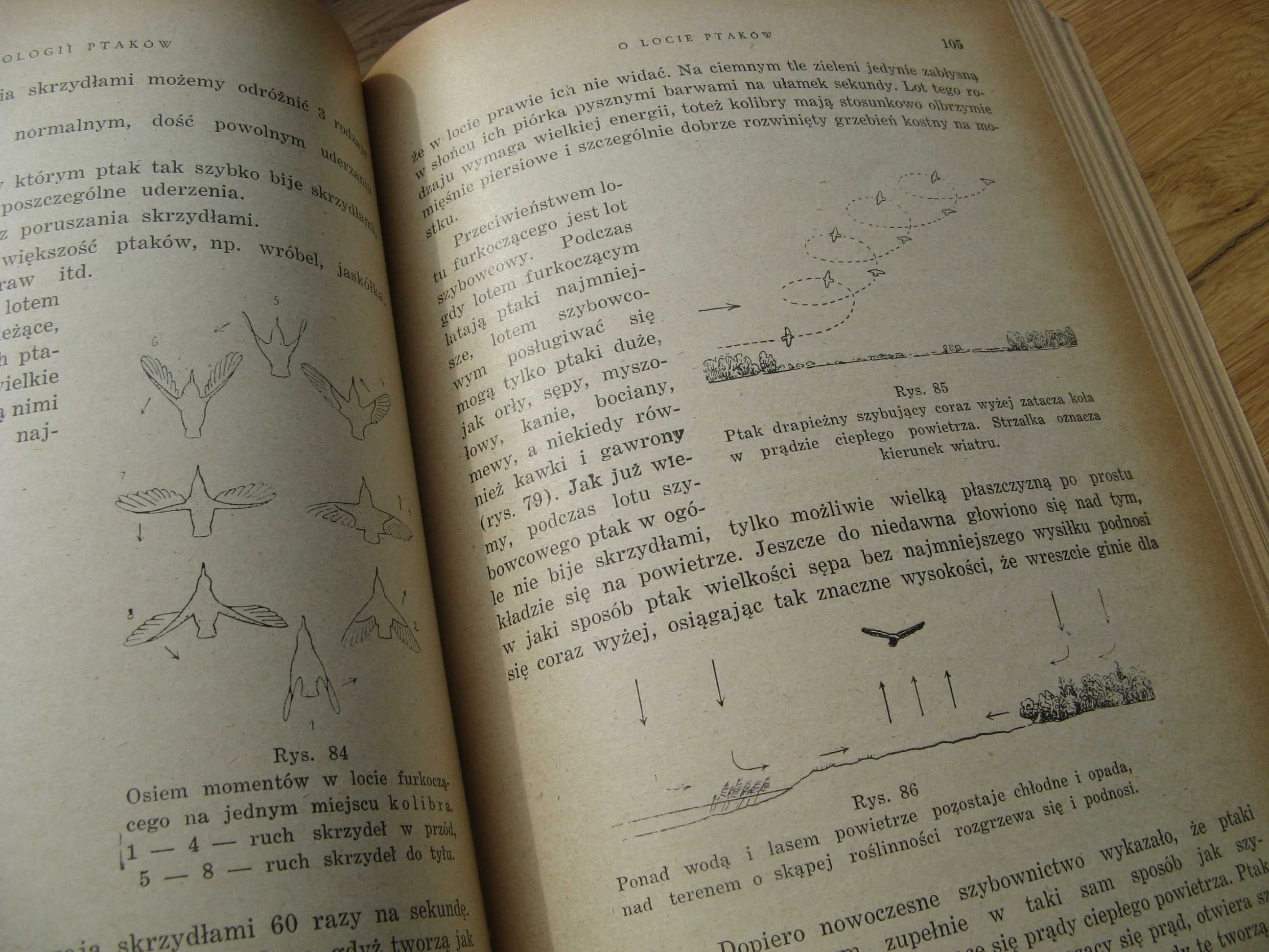 Z biologii ptaków J. SOKOŁOWSKI 1950r. PTAKI ORNITOLOGIA