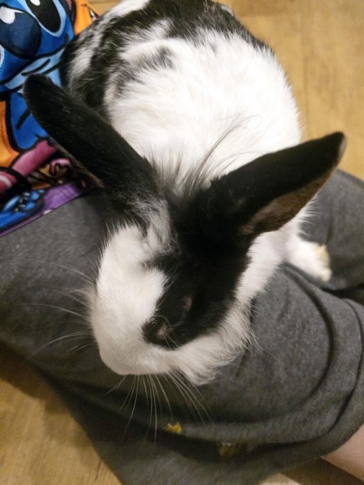 Oddam królika miniaturkę