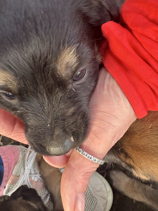 Slodkie misie oddam za darmo