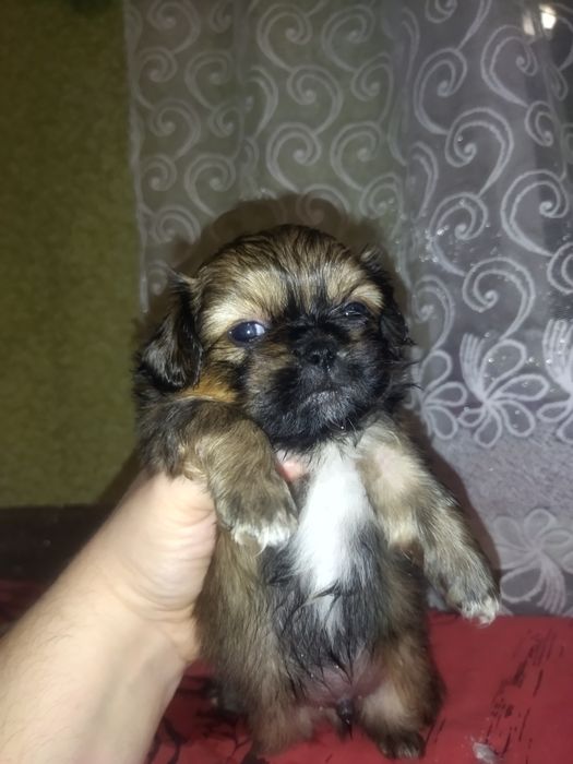 Продам цуценятко пекінес,хлопчик