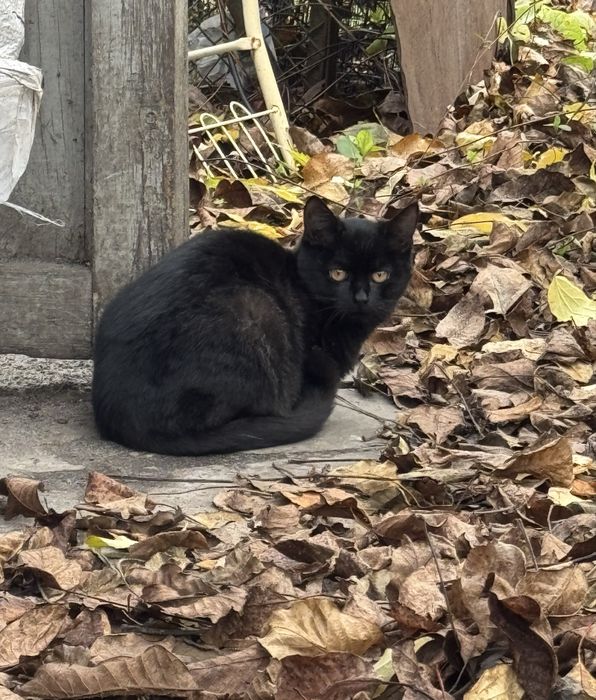 Котики в гарні руки